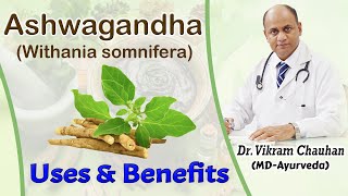 Uses and Benefits of Ashwagandha  Withania somnifera by Dr Vikram Chauhan [upl. by Orbadiah]