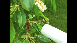 Browntail Moth caterpillar removal in fruit trees [upl. by Euqirdor74]