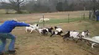 Funny Fainting Goats [upl. by Emile]