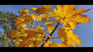 Herbstvideo im Novembernebel [upl. by Ttoille]