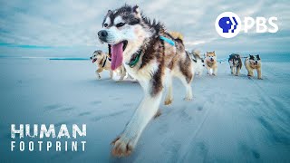 Sled Dogs The Most Extreme Distance Athletes on Earth [upl. by Rodmann]