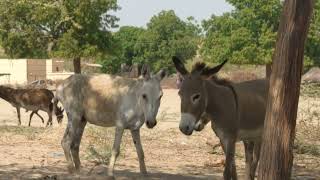 Echoes from the Pasture Stories of 100 DonkeysquotquotTrail Blazers The Legacy of 100 Donkey Pioneersquot [upl. by Aviva]