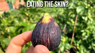 How to Eat Fresh Figs amp Can You Eat a Figs Skin [upl. by Alithia]