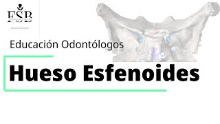 ANATOMIA Hueso Esfenoides  Educación Odontólogos  Fundación Sonrisas Brillantes [upl. by Eenwat307]