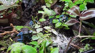 Dart Frog feeding [upl. by Nannahs]