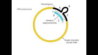 Site Directed Mutagenesis Animation I CSIR NET Life Science I GATE Life Science I DBT JRF [upl. by Herzen]