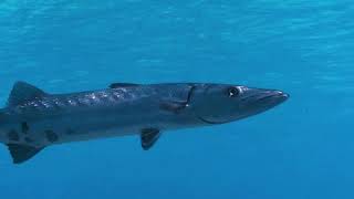 VIDEO Great Barracudas Can Swim at Speeds Up to 36 MPH  Oceana [upl. by Haldes]