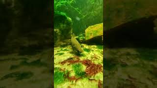 Is there anything cooler then a BICHIR eating ❓️ [upl. by Gnov434]