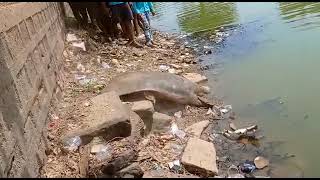 92 kg Giant Tortoise in the pond of Dhamdha ChhattisgarhIndia🙏 [upl. by Carlynne]