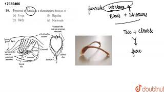 Presence of furcula is a characteristic feature of [upl. by Adnole]