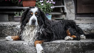 How do you groom a Bernese Mountain Dog s coat [upl. by Eelime]