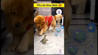 पीहू और कीढ़े की लड़ाई 🐶 vs 🦀 cutest puppies funny like cartoon hindi cutepuppies dogstory pets [upl. by Atauqal783]