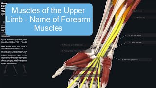 Muscles of the Upper Limb  Naming of Forearm Muscles [upl. by Eelanaj]