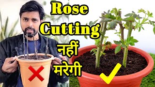 3 methods to grow ROSE from cuttings गुलाब कि कटिंग उगाने के 3 तरीके [upl. by Decima113]