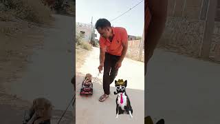 My Dog Has A shorts shortviral shortvideo dogshort doglover funny kamalchanda0025 [upl. by Nauqat881]