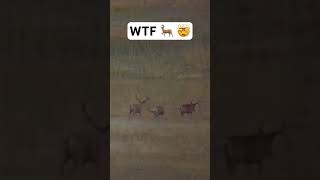 BIG JOHN 🦌 archery muledeer bucks [upl. by Merton574]