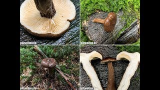 MohrenkopfMilchling SchwarzkopfMilchling Kaminkehrer Lactarius Lignyotus [upl. by Adnawt]