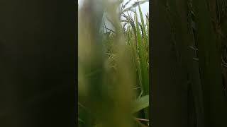 Its poaceae family plant ☘️ oryza sativa natureslover [upl. by Ynitsed731]