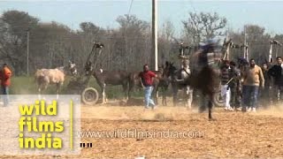 Bare horse back riding at Rural Olympics [upl. by Kosel]