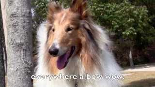 Old MacDonald Had A Farm Song 2  Singalong with Lyrics  Real Animals amp Lassie Dog [upl. by Gerick]