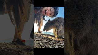 Rottnest Island amp Quokka WA [upl. by Notserk]