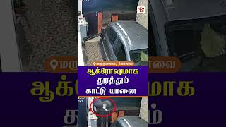 Terrifying Encounter Marudhamalai Elephant Chases Man  Viral CCTV Footage Coimbatore [upl. by Naujek]