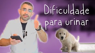 Estenose de uretra em cão  Relato de caso da residência veterinária 18 [upl. by Yetnom]