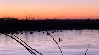 Ducks Swimming and Geese Flying [upl. by Inverson]