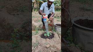 வெள்ளரிக்கு முதல் உரம் போடலாம் வாங்க Lets apply the first fertilizer to the cucumber farming [upl. by Jedediah]