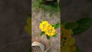 Lantana camara is a species of flowering plant in the verbena famíliy [upl. by Aloin161]