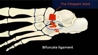 Ultrasound Midfoot Chopart Joint Ligament complex Part 2 Tutorial [upl. by Leisha]