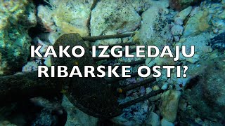 RIBARSKE OSTI osti za ribolov objašnjenje  4K UHD VIDEO [upl. by Ahsemat]