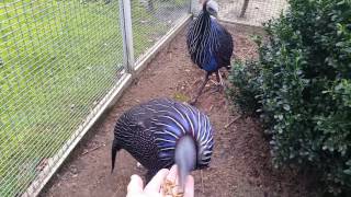 Vulturine guineafowl  Gierparelhoenders in Barneveld [upl. by Joseph]