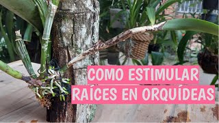 COMO ESTIMULAR RAÍCES EN ORQUÍDEAS [upl. by Melia]