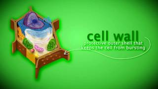 Eukaryotic Plant Cell and Its Organelles [upl. by Ettennej694]