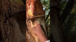 Toddy making process toddy eethakallu nature naturaldrink viralvideo viralshort viralreels [upl. by Crescantia]