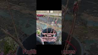 youtube fruit fruits jardineriemarionneau jardinerie arbolesfrutales fruitstree [upl. by Uttica]