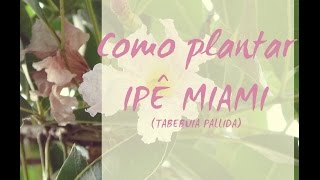 Como Plantar IPÊ MIAMI  Tabebuia Pallida [upl. by Ailisab]