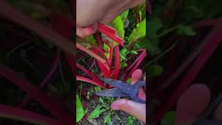 Easy technique to cut leaf stems with multipurpose scissors satisfying shorts [upl. by Sakiv451]