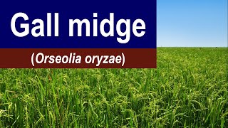 How to manage Gall midge Orseolia oryzae  Rice pest [upl. by Goss]