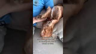 Cocker spaniel puppy is a crazy goofball biting her ears [upl. by Sada]