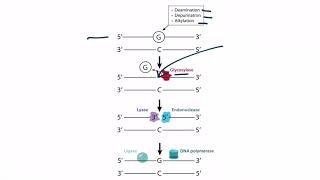 USMLE Step 1 Molecular Biology  DNA Repair [upl. by Sisson139]