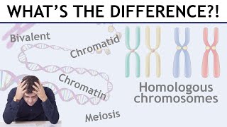 Homologous chromosomes sister chromatids bivalents etc explained [upl. by Odnomra]