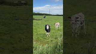 Northern Ireland cattle well taken care off [upl. by Sinnaiy]