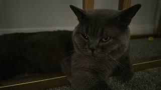 HEARTBREAKING British Shorthair CAT Missing Best Friend  You Wont Believe His Reaction [upl. by Adne]