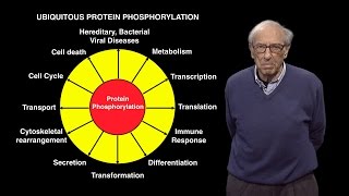 Edmond Fischer U Washington Reversible Protein Phosphorylation as a Regulatory Mechanism [upl. by Saidnac]