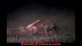 Lion cripples hyena to death out of hate Rate My Science [upl. by Llenod]