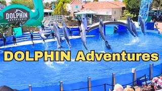 Seaworld DOLPHIN show full  Seaworld San Diego [upl. by Mast503]