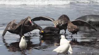 Giant Petrel Pins Down and Pecks King Penguin as Others Join Eating It Alive [upl. by Sclater]