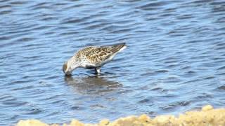 Dunlin [upl. by Barta916]